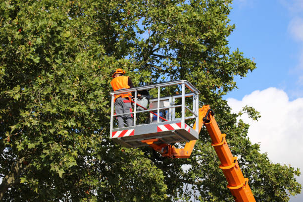 The Steps Involved in Our Tree Care Process in Newport, NC